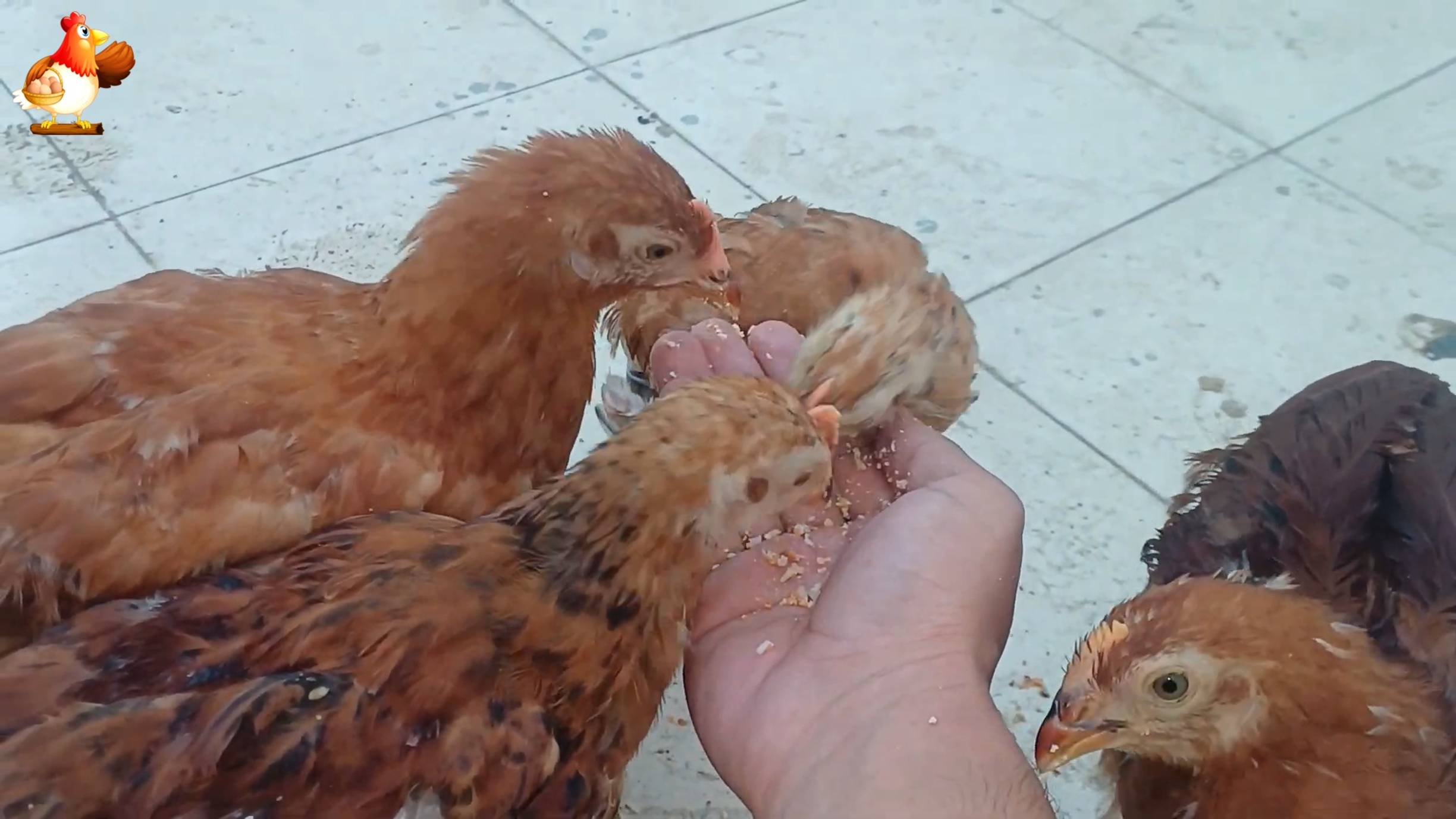 Цыплятам Род Айленд 75-76 дней ❣️🐤🐥😂