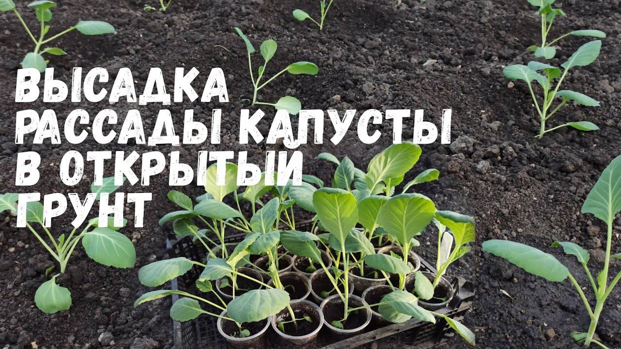 Высадка рассады капусты в открытый грунт