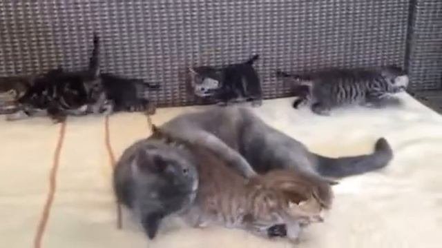 маленькие Британчики