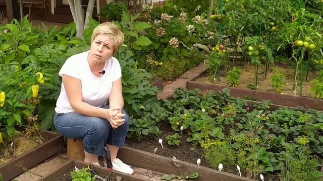 КЛУБНИКА в августе и сентябре 🍓 Уход, посадка, подкормки  Садовый гид