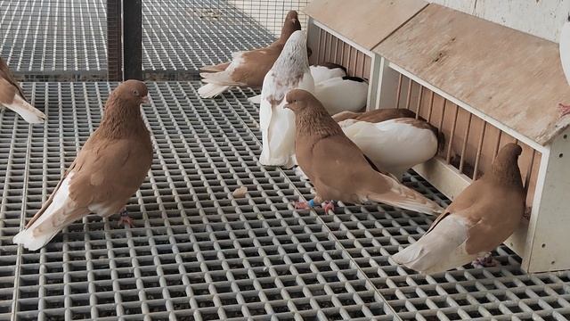 Ижевские голуби 18.05.25.