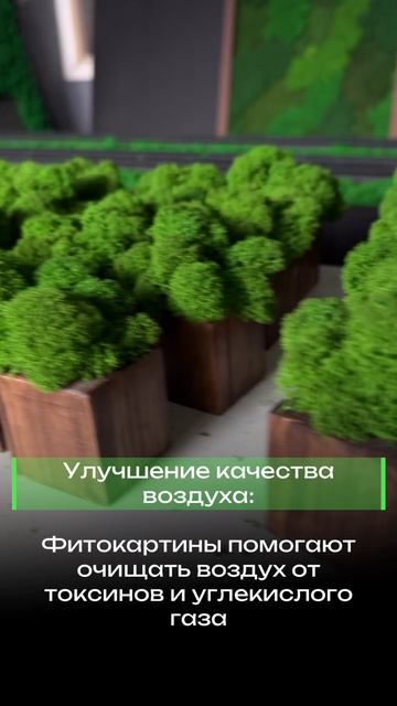 Кашпо со стабилизированным мхом