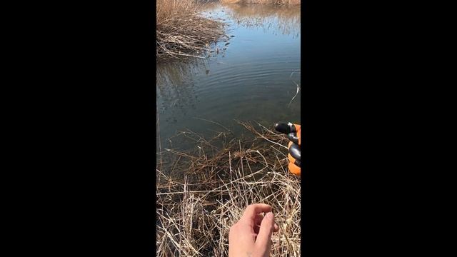 Рыбалка с Рогаткой - разведка новой локации#охотасрогаткой#2025 #top#headshot#1