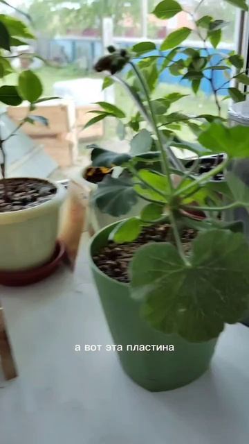 Мой уголок гармонии и душевного равновесия 🌿  Люблю каждый листочек на своих цветах ❤️ #цветы #юг