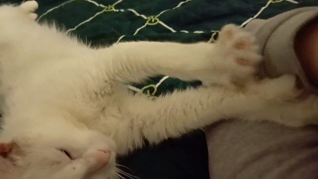 Котик Требует внимания