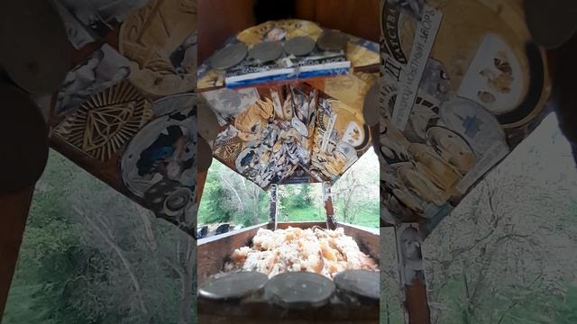 1000043247.mp4Жизнь кормушки.19.05.2025г.