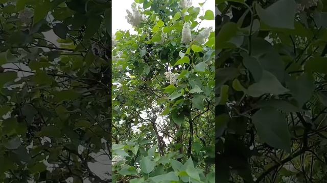 Сиреневый сезон))