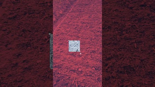 1000024032.mp4 (Собака копает землю под грядки и сажает лук у дома А-фрейм)