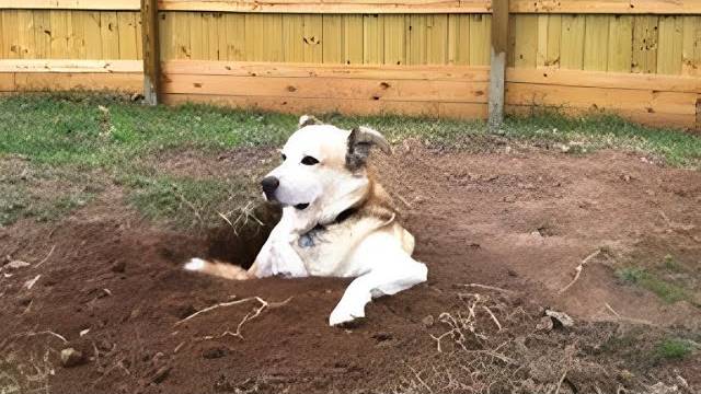 Эти странные собаки заставят вас кататься! 🤣🐶 Смешные видео с собаками 2025 года