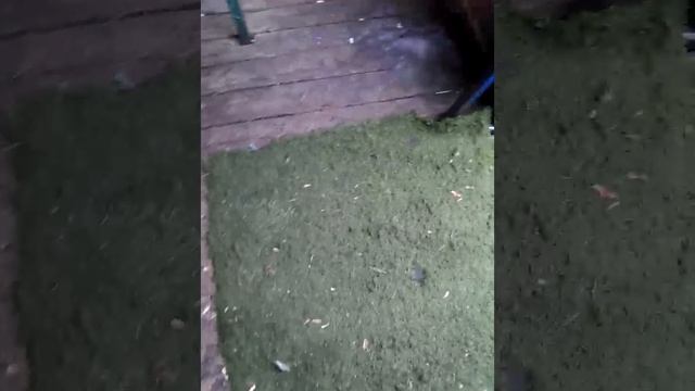 VID_20250518_123513.mp4