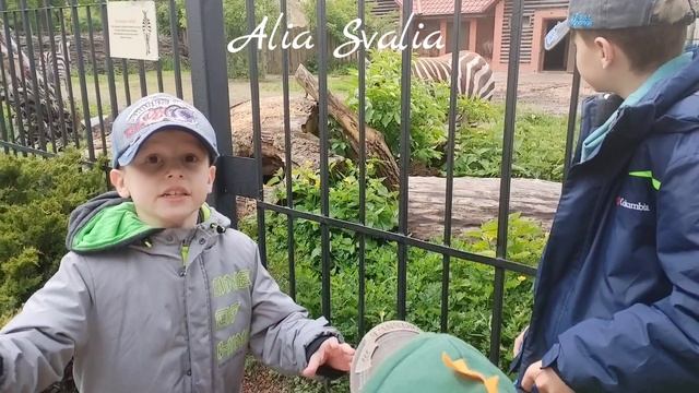Почему зебры полосатые?
Прогулки Alia Svalia Калининградский зоопарк.
