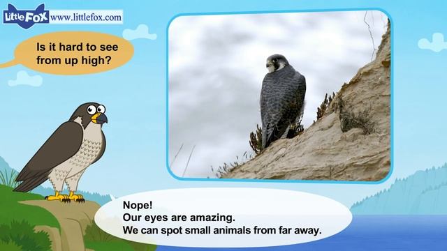 Meet the Animals 15 _ Peregrine Falcon _ Wild Animals _ Little Fox _ Animated St