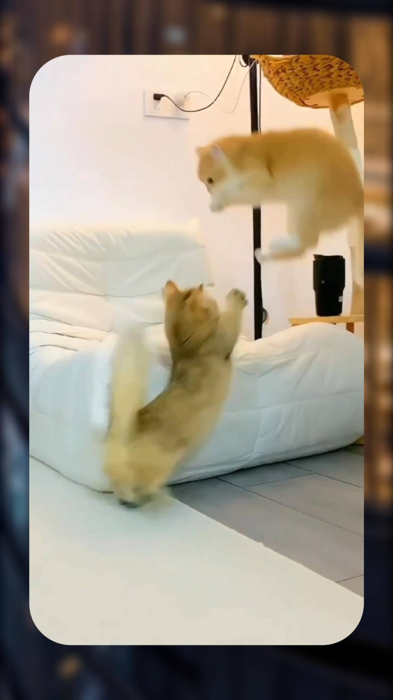 🙀 КОШАЧИЙ ПРЫЖОК 😲 СМЕШНЫЕ ЖИВОТНЫЕ 🐶