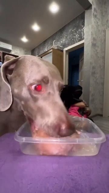 ограбление!....ща ща ща,я быстро!
