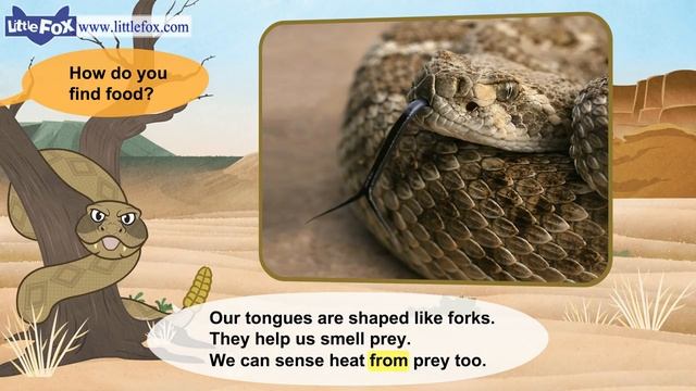 Meet the Animals 14 _ Rattlesnake _ Wild Animals _ Little Fox _ Animated Stories