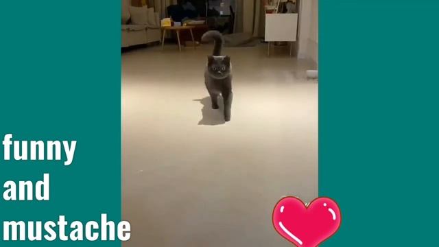 Приколы 2025 , СМЕШНЫЕ КОТЫ , ПРИКОЛЫ С КОТАМ, ПРИКОЛЫ С ЖИВОТНЫМИ КОТИКИ 🤣