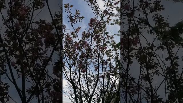 Сакура на Сампсониевском проспекте Санкт-Петербург