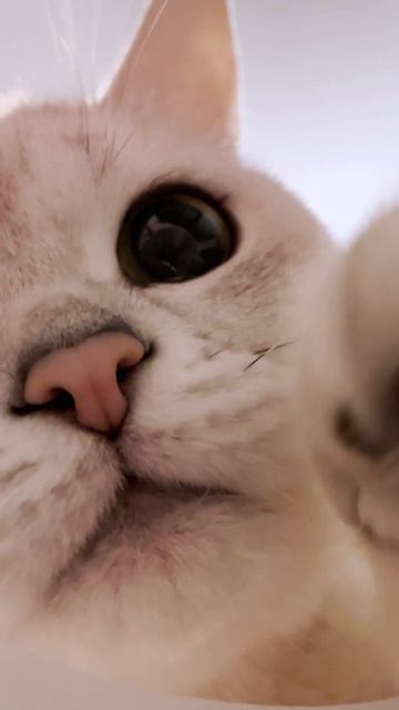 2462_video_1080x2280-1.mp4