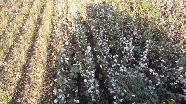 @cottonpicker @cotton @Kombayn @Комбайн @cottonharvest