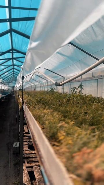 Институт генетики и агрономии