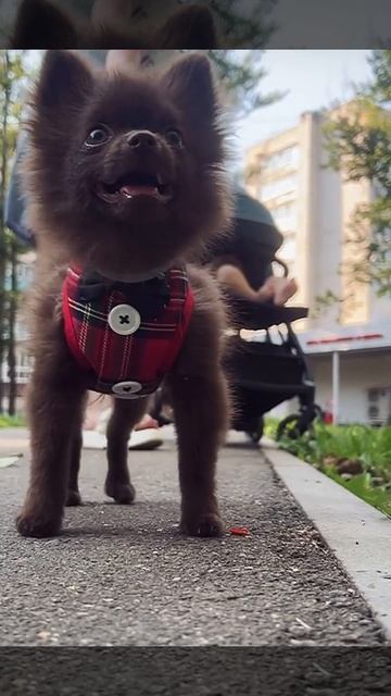 #втренде #pomeranian #потрендам #cute #животныешляйх #puppy #клубпатриот #chihuahua