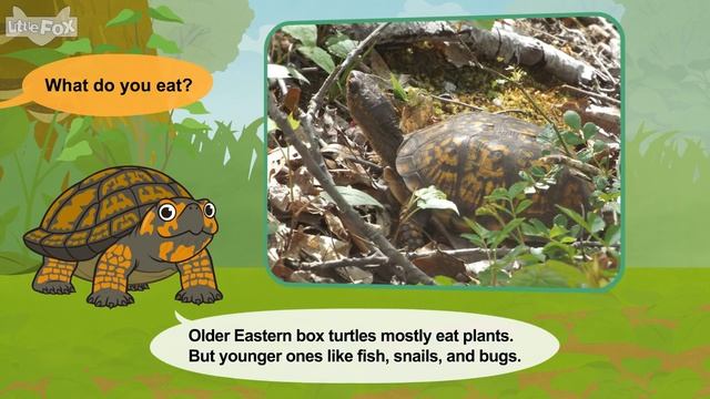 Meet the Animals 20 _ Eastern Box Turtle _ Little Fox _ Animated Stories for Kid