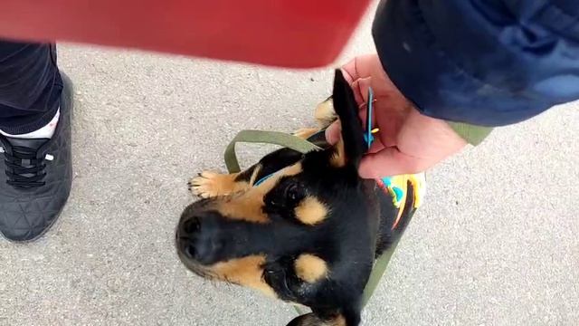 video5285131779429140300