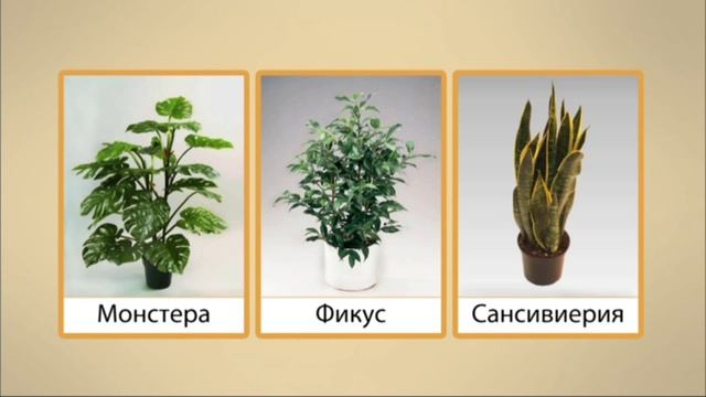 Комнатные растения
