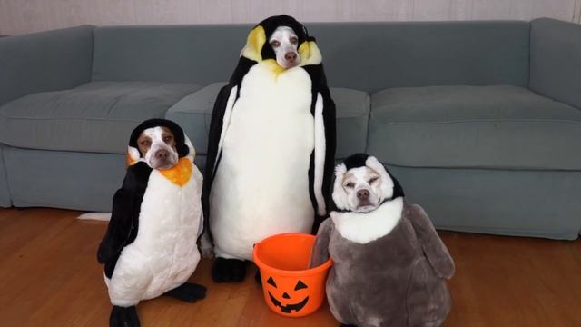 Смешные собачки в разных костюмах