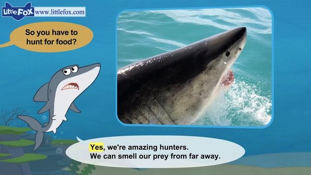 Meet the Animals 1 _ Great White Shark _ Wild Animals _ Little Fox _ Animated St