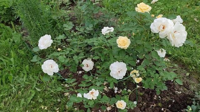 🌹Канадские розы Джон Кэбот и Джей Пи Коннелл, самые с?