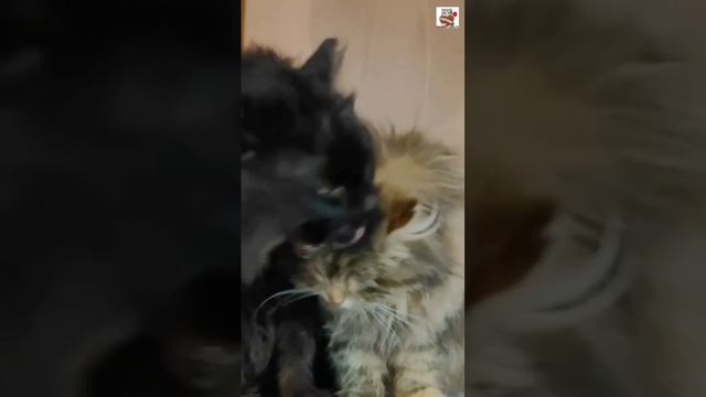 Обними не отпускай 🌞🐈🌼💓🐈⬛