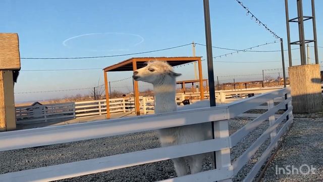 Деревня Альпак 🦙 в Витязево.