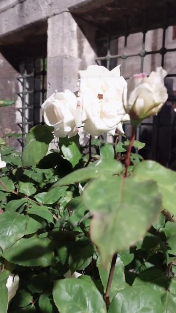 Стамбул. День 1