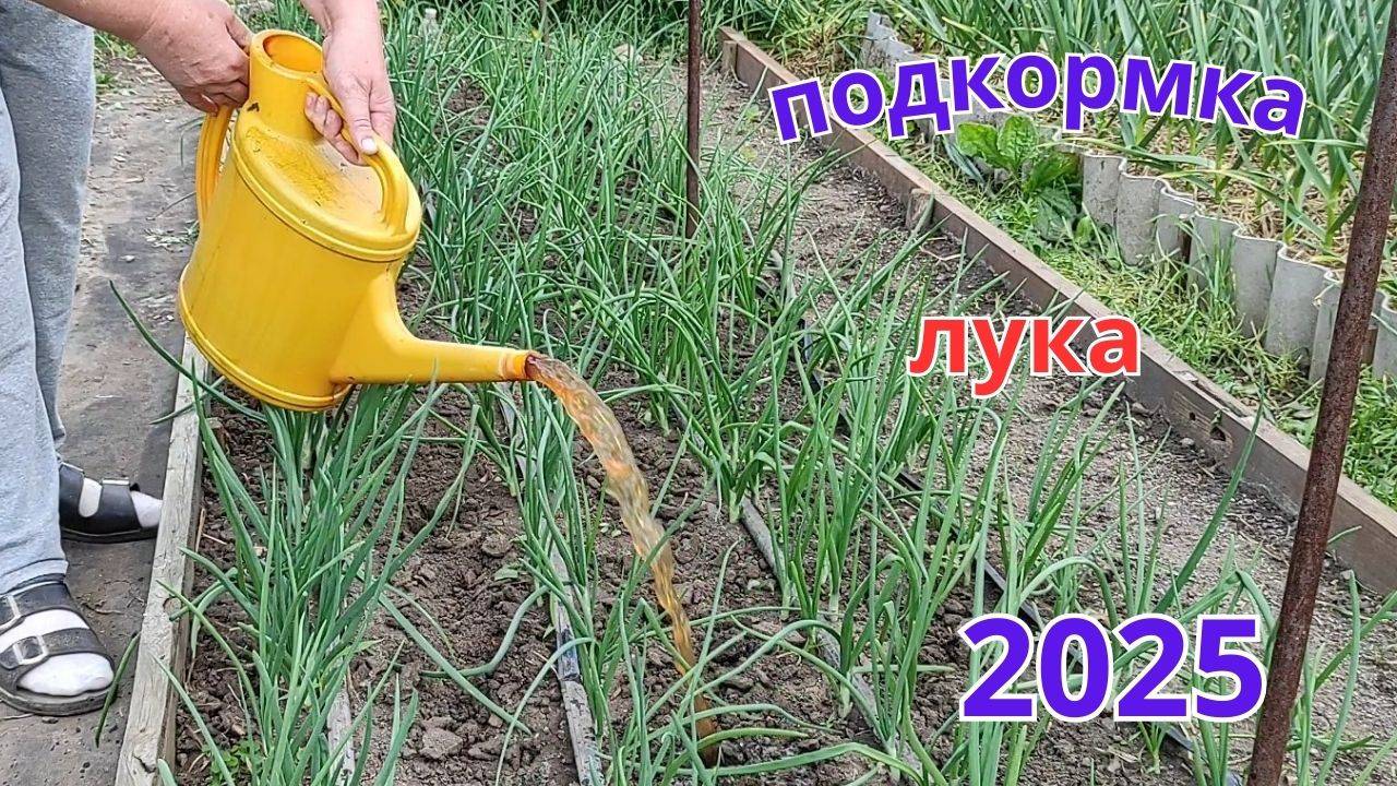 Обязательно подкормите лук и он станет радостным и без вредителей.
