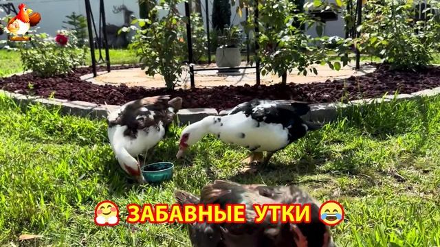 Забавные утки мускусные и пекинские на свободном выгуле ч.(25) ❣️🤗😂
