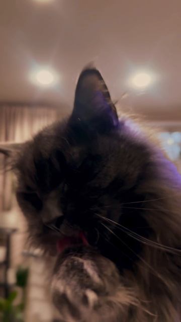 Кот Мерс🐈⬛