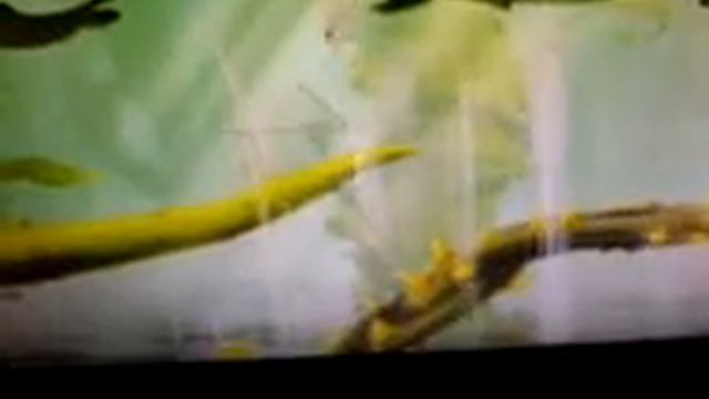 прохождение игры rayman legends часть 2