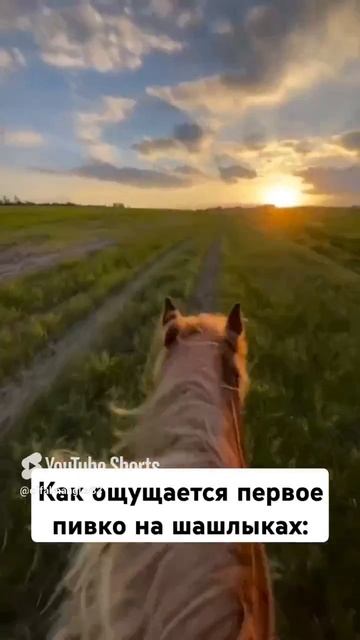 #шашлыки