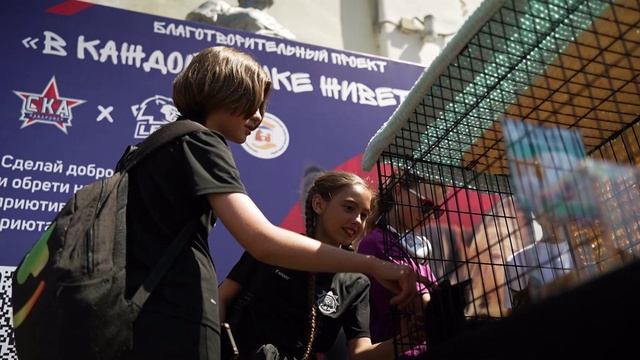«СКА-Хабаровск» запустили акцию по пристройству бездомных кошек