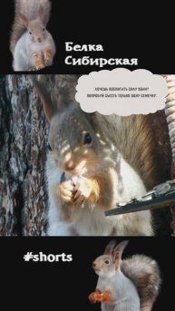 Белка и ее слабости семечки
