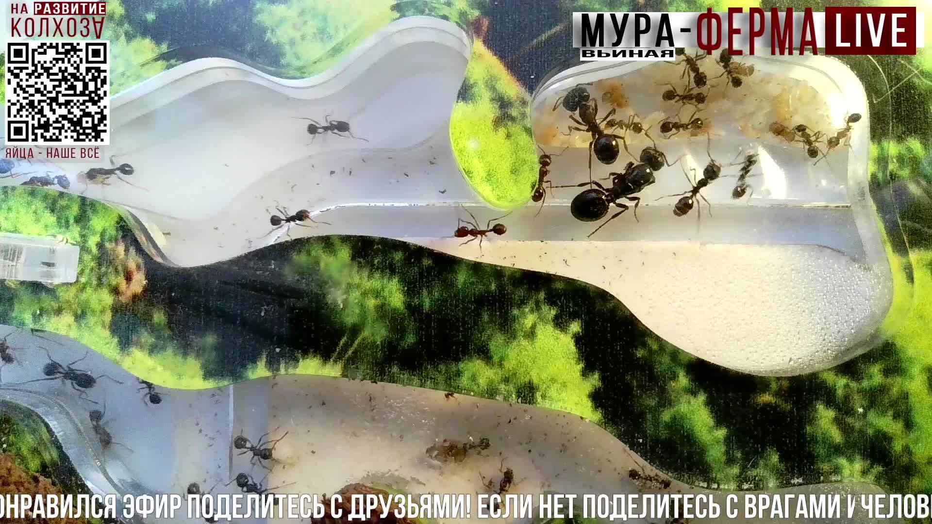 МУРА-ферма LIVE.Бункер 50.Муравьиная ферма!Муравьи Жнецы.+радио "Мураши LIVE".