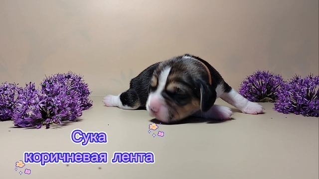 Щенки бигль питомник Хелен Хистори д.р. 8.05.25
