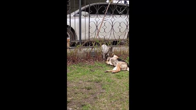 Собака. Кот. Том и Кос