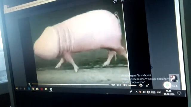Свинохуй пляшет