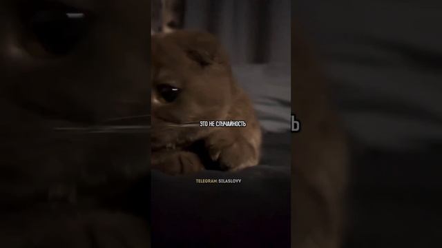 Почему животные к вам тянутся