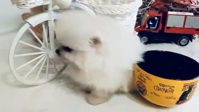 Шпиц Супер мини Белая девочка