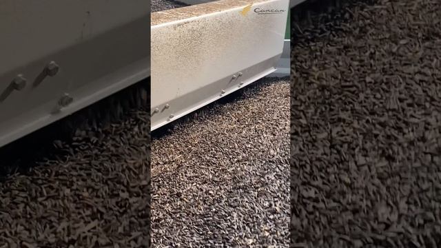 Сортировка семян подсолнечника на воздушном сепараторе и калибраторе Сапсан