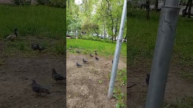 2025-05-19  Селезень и уточка в московском дворе на Сухонской