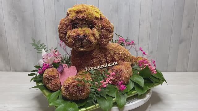 Той-пудель из живых цветов